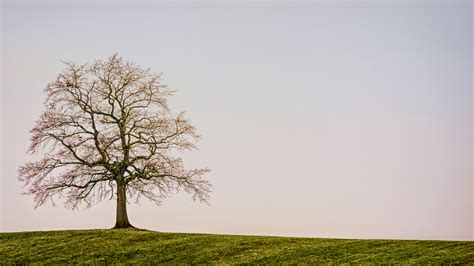 Beautiful Lonely Tree Background For PowerPoint, Google Slide Templates ...