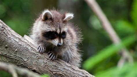 What is the Best Method for Raccoon Control?