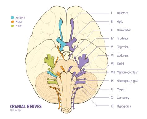 Cranial Nerves - Neurology - Medbullets Step 1