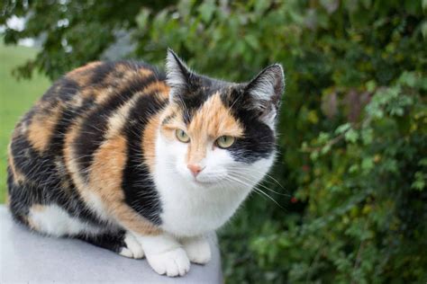 American Shorthair Calico