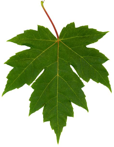 File:Freeman maple leaf.jpg - Wikimedia Commons