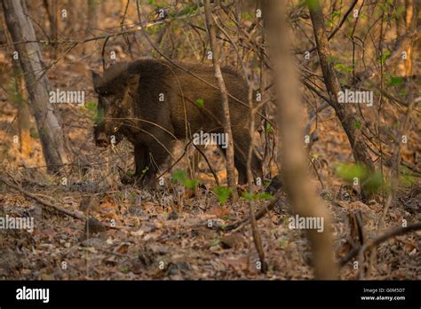 Wild boar tusks hi-res stock photography and images - Alamy