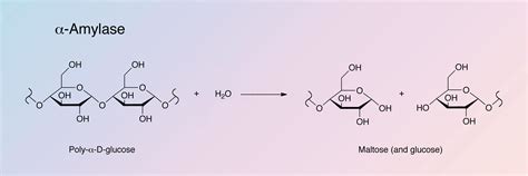 Amylase Enzyme Structure