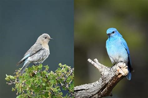 Sounds Mountain Bluebird - Rocky Mountain National Park (U.S. National ...