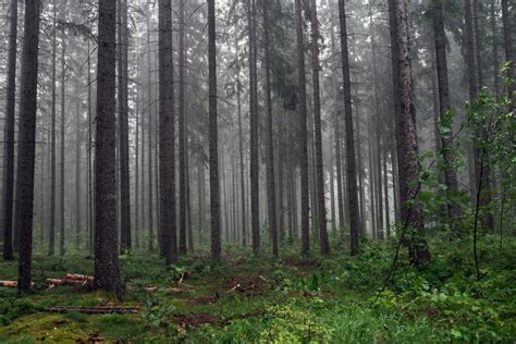 What You Should Know Before Visiting the Black Forest in Germany