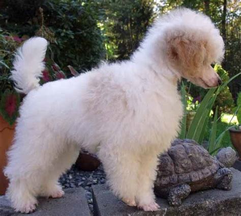 Huxtable The Poodle | Toy Poodle Blog | Parti Poodle: Parti Poodle ...