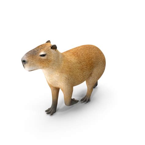 Capybara Walking Pose PNG Images & PSDs for Download | PixelSquid ...