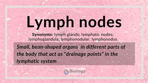 Lymph nodes Definition and Examples - Biology Online Dictionary