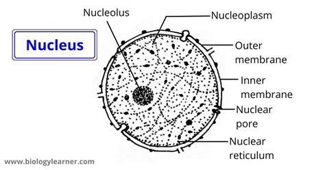 Nucleus: Definition, Structure, Functions