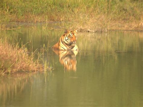 Tadoba-Andhari Tiger Reserve (Chandrapur District) - 2020 All You Need ...