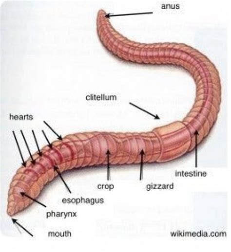 Earthworms: Fun activities to help kids learn about worms #arthropods # ...