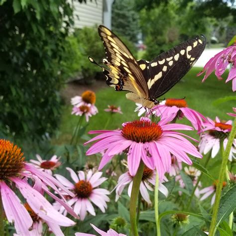 How To Plant A Butterfly Garden In 2023 – HomeDecorish