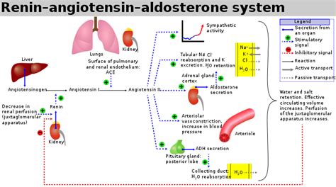 Reniini-angiotensiinijärjestelmä – Wikipedia