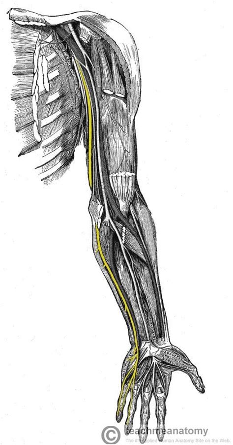 The Ulnar Nerve - Course - Motor - Sensory - TeachMeAnatomy