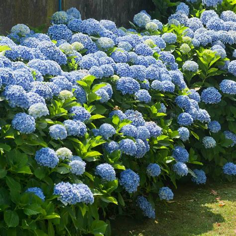 Nikko Blue Hydrangeas for Sale | BrighterBlooms.com