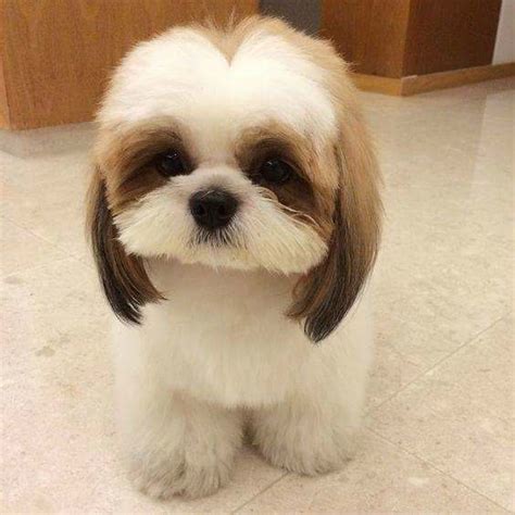 Beyond The Puppy Cut: Shih Tzu Hair Styles – iHeartDogs.com