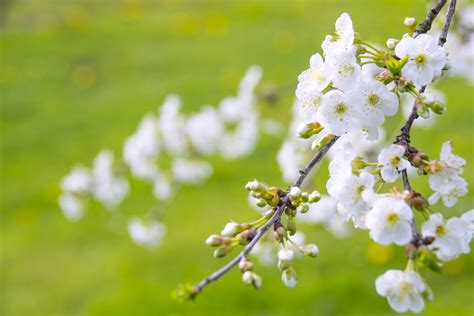 Free Images : nature, branch, bokeh, flower, petal, spring, green ...