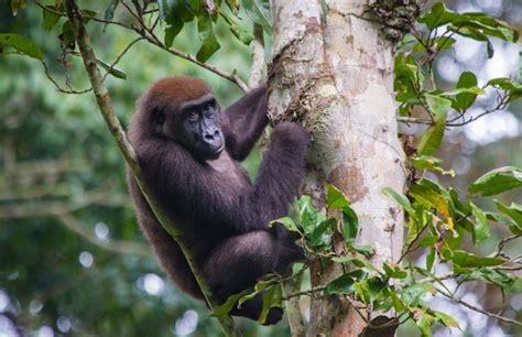 How Genomics Will Support Gorilla Conservation