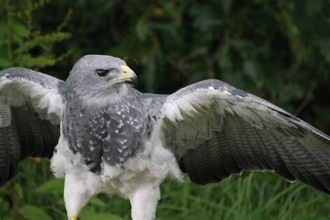 « Aigle gris sud-américain » par pixiealice | Redbubble