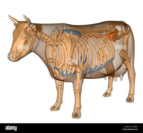 Anatomy of the cow reproduction Stock Photo, Royalty Free Image ...