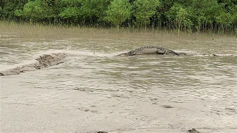 Crocodile In Sundarbans - YouTube