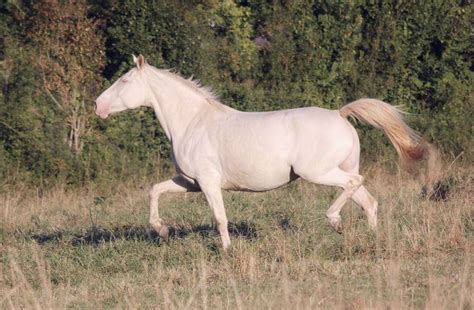 15 White Horse Breeds You Should Know - Seriously Equestrian