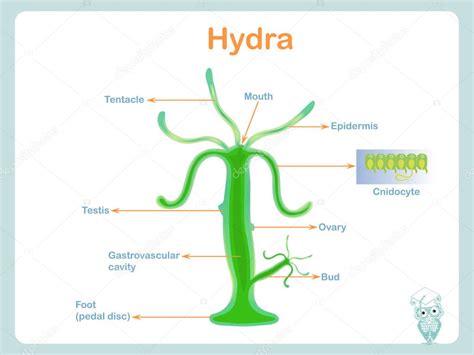 Hydra Anatomy Answer Key