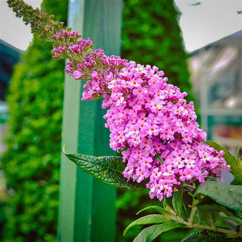 Pugster Pink Butterfly Bushes For Sale | The Tree Center