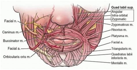 Image result for lip vascular anatomy | Anatomy, Vascular, Lips