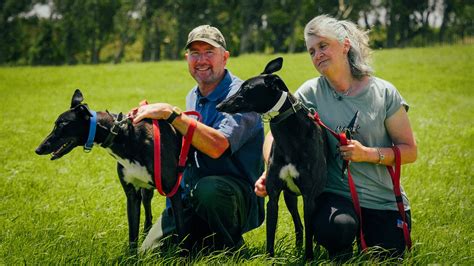 The day-to-day life of greyhound trainers — Love Greyhounds