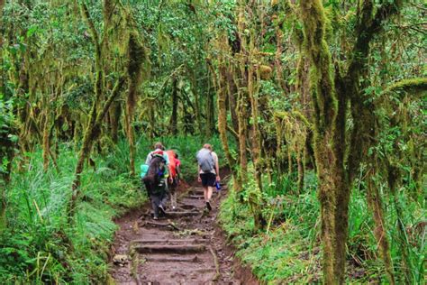 Kilimanjaro Private Group Hiking | Smile With Us Tours In Africa