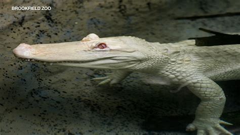 Snowflake, a rare albino American alligator to reside at Brookfield Zoo ...