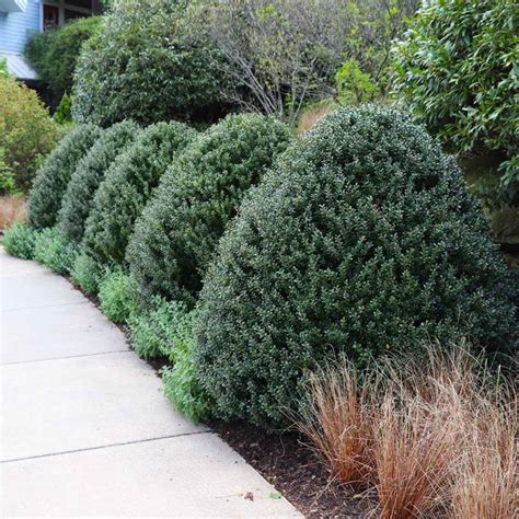 12 Best Types Of Topiary Trees And Shrubs