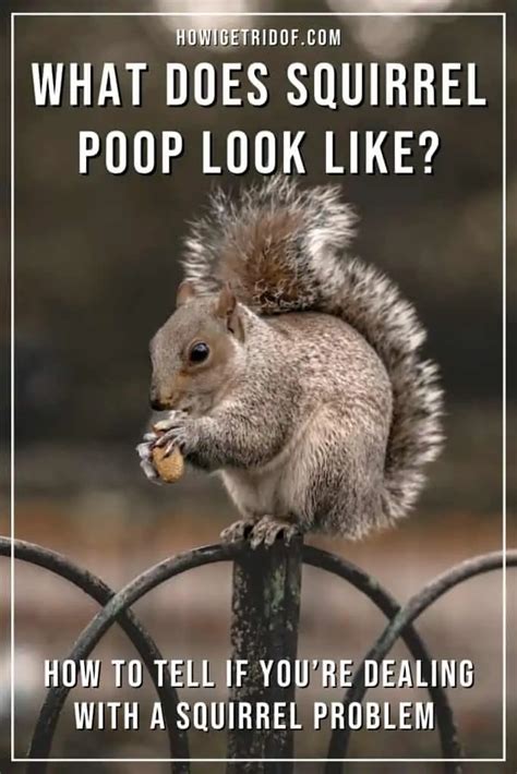 What Does Squirrel Poop Look Like? How to Tell If You’re Dealing With A ...