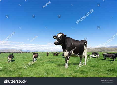 4,817 New zealand cow Images, Stock Photos & Vectors | Shutterstock