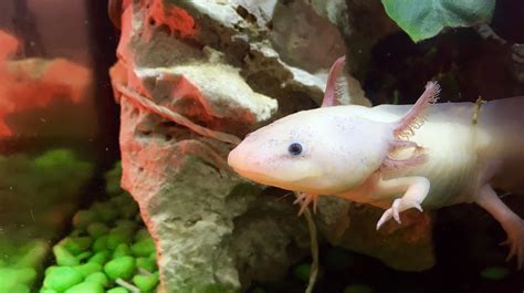 How to Set up an Axolotl Tank: Step-by-Step Setup and Care Guide