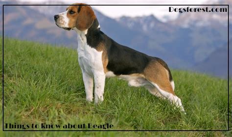 Beagle Growth Chart (Weight Chart & Size Chart)