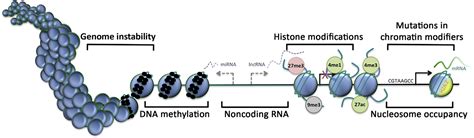 Basic Epigenetic Mechanisms in Cancer, Resource - Epigenetics