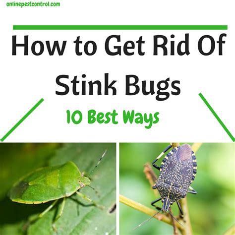 How to Get Rid of Stink Bugs: 10 Best Ways - Online Pest Control