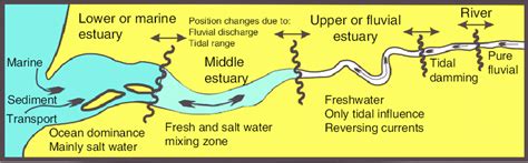 Schematic structure of an estuary. Boundaries between reaches may ...