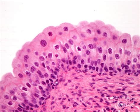 Urinary Bladder Transitional Epithelium #1 by Science Photo Library