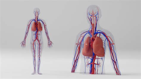 3D Model: Human Body - The Circulatory System (teacher made)