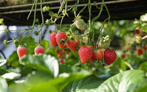 How to Easily Grow Sweet Berry Plants in Pots – How to Care Of Your ...