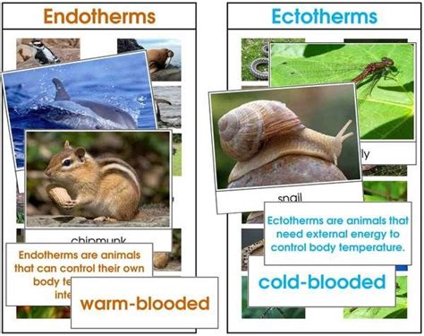 Animal Energy (Endothermic & Ectothermic) | Animals, Montessori science ...