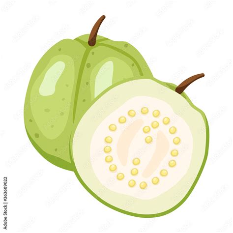 Fresh Guava fruit and guava slice on white background. Vector ...