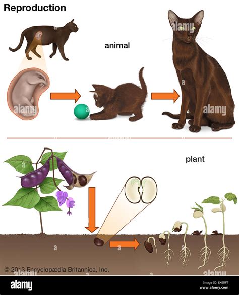 Reproduction In Plants And Animals