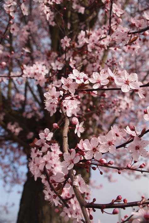 Free photo: Cherry Blossom Tree - Blooming, Blossoms, Cherry blossom ...