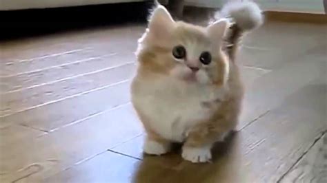 Inilah Cute Fat Cats