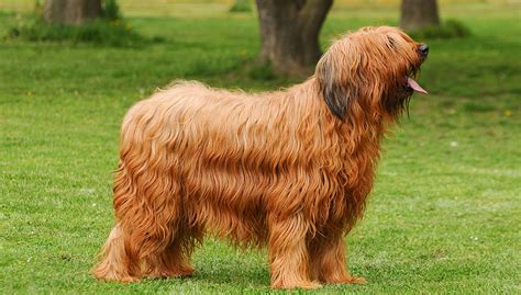 Briard Dog Breed Profile – Top Dog Tips