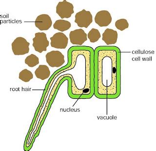 SST Health Science 104: Root Hair Cells